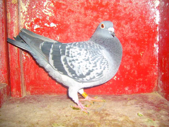 F-425875-09,are o clasare la Darabani.