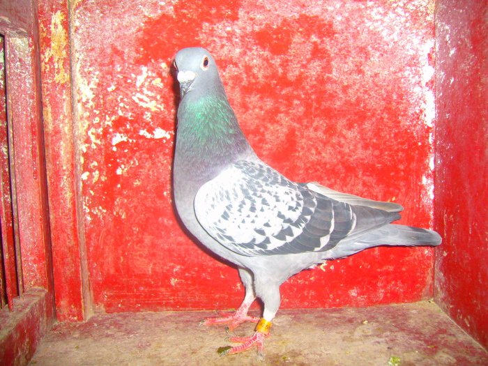 F-425863-09,are 2 clasari.