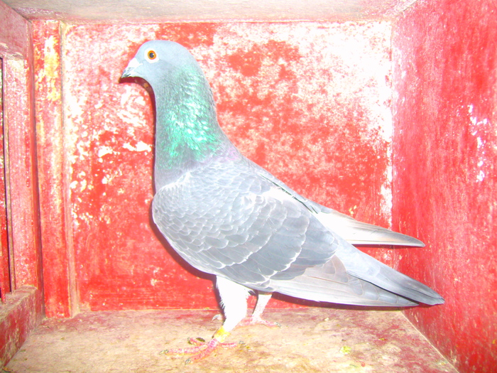 M-425948-09-gut,tardiv,zburat pana la Mizil.; Tardiv.zburat pana la Mizil.
