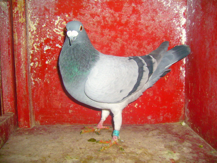 M-1024493-08-albastru,zburat pana la Jaroslaw.; zburat pana la Jaroslaw
