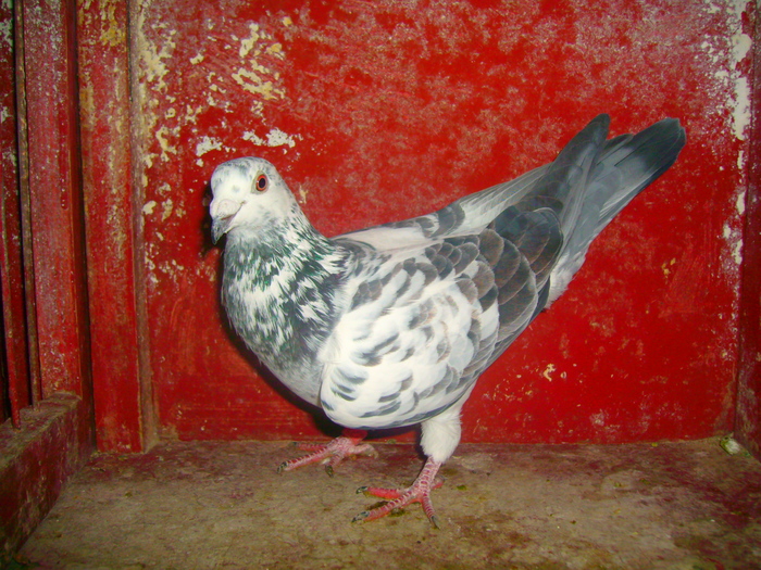 F-916861-08-cuca,zburata pana la Jaroslaw. - Lotul de zbor