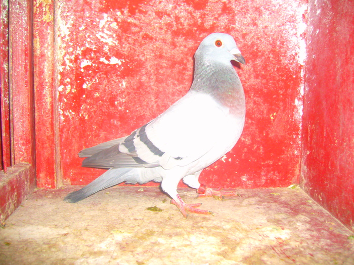 Picture 088 - Lotul de zbor