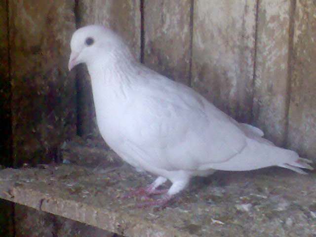 DRESORU025