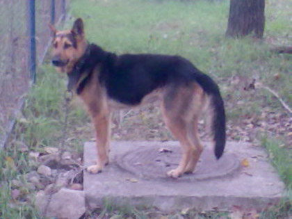 DRESORU039