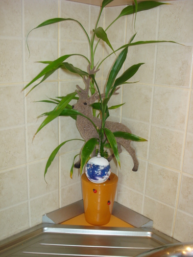 RENUL SE PREGATESTE DE SARBATORI,S-A URCAT IN VARF DE BAMBUS:))