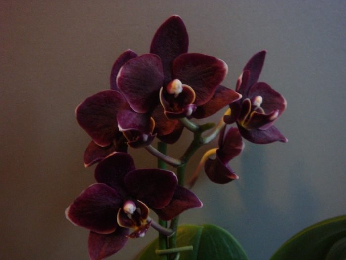 DSC01672 - Phalaenopsis