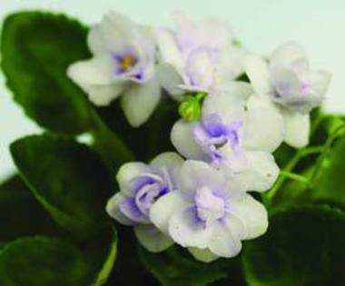 pixie show-off asa trebuie sa infloreasca