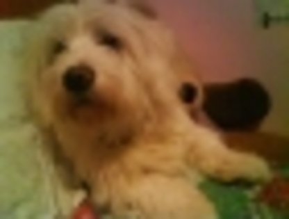 bichon havanez 2
