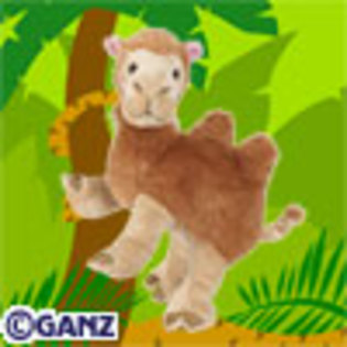 camel - poze cu webkinz