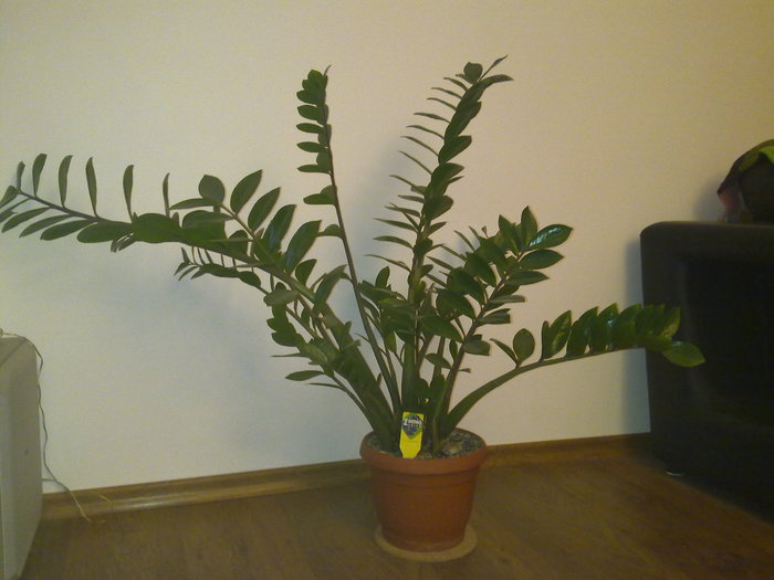 zamioculcas explodat - 0018 FLORI APT 2010