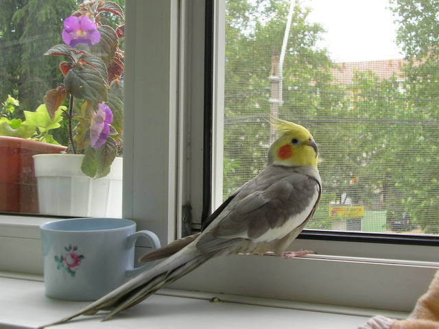 21349048_VVAPMMANC - animale