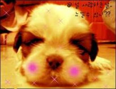 catel puppy - animale