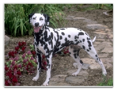 dalmatian 2 - animale