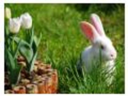 coperta reviste - animale