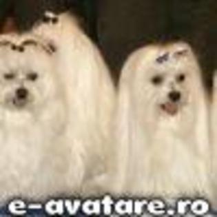 catelusul 4 - animale