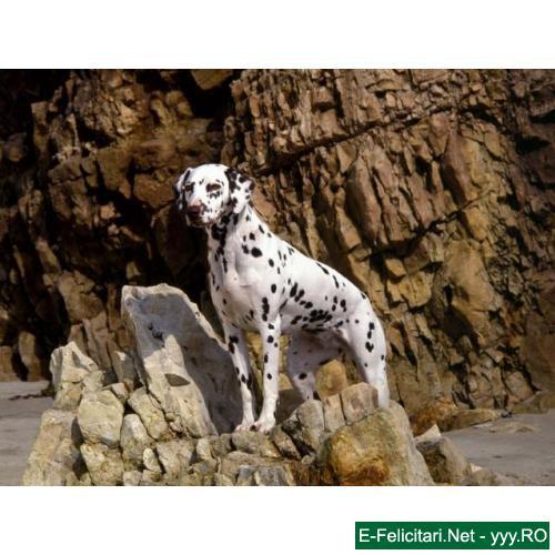 dalmatian 4