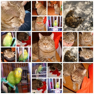 colaj cu anmimale - animale