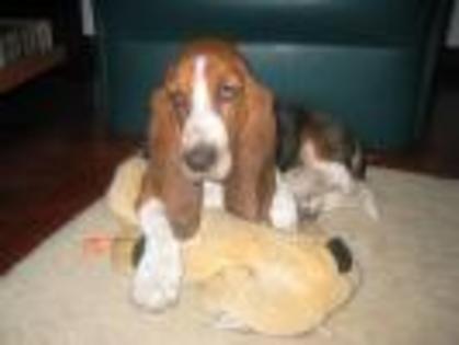 PYZPKIOPCHFEJITYHPB - animale