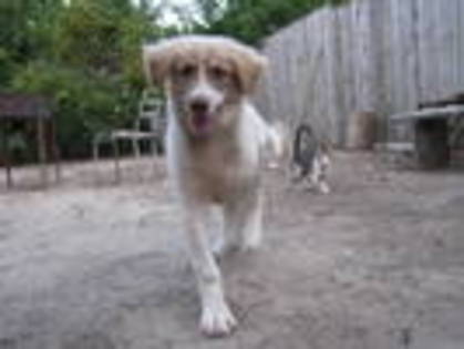 QRZVPWPHXLPQFMKCMUI - animale