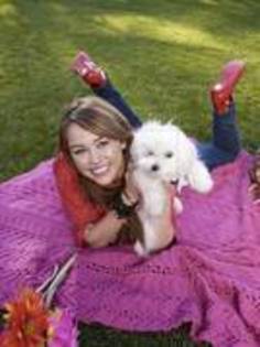 miley cu catelusul1 - album pt hotel100