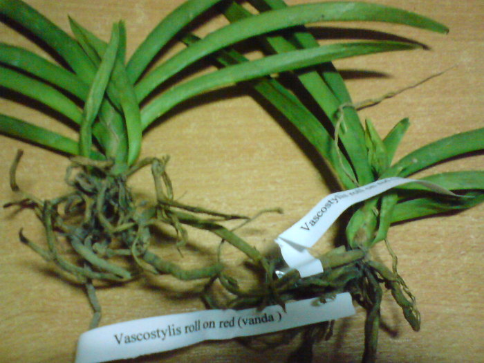 VANDA DE PE EBAY - vanda