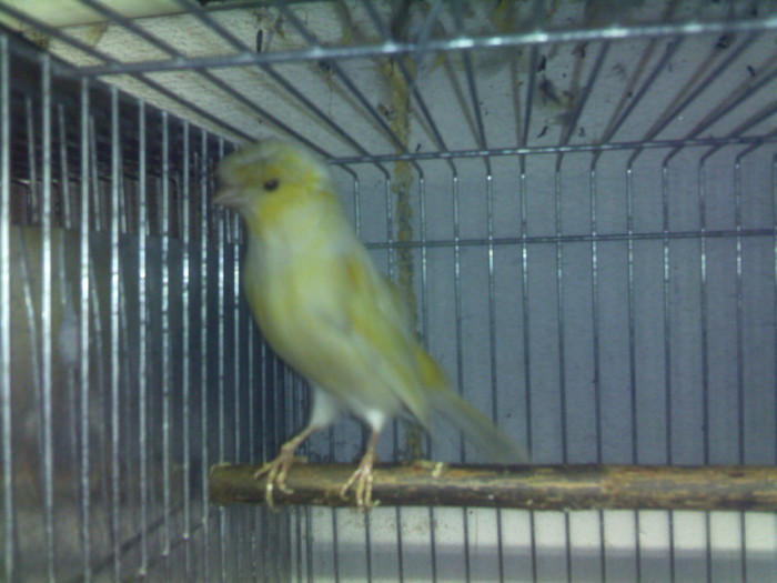 galben motat - Canari