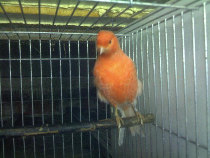 Mascul rozet - Canari