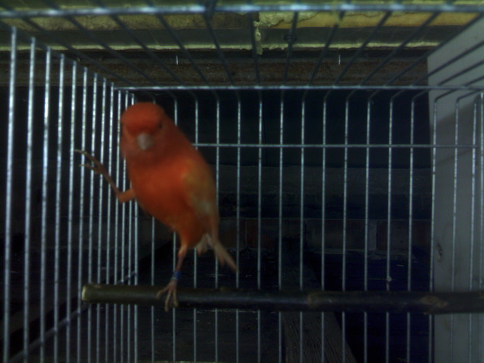 Rosu 1 - Canari