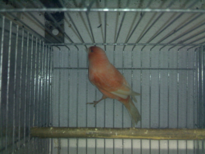 rozet1 - Canari