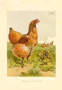 1868gaina cochin - isorie prin poze si desene