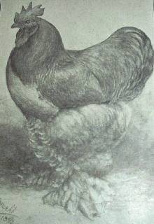 1892 primul cochin importat din SUA in Anglia - isorie prin poze si desene