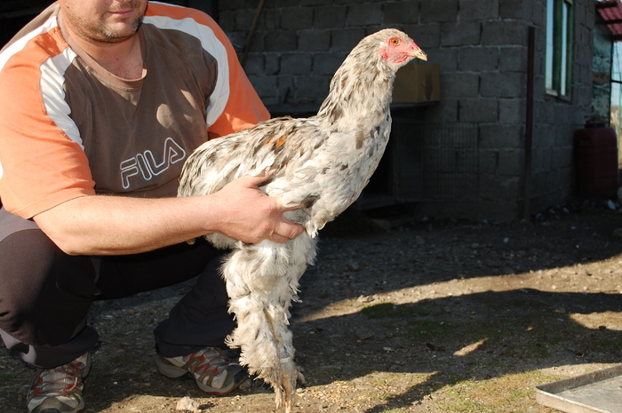 1. tineret 2010-vandut - 90 De vanzare 2011