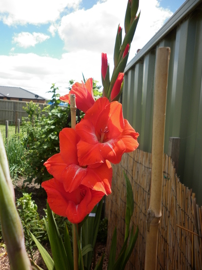  - Gladiole