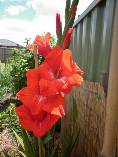  - Gladiole