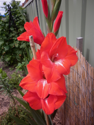  - Gladiole