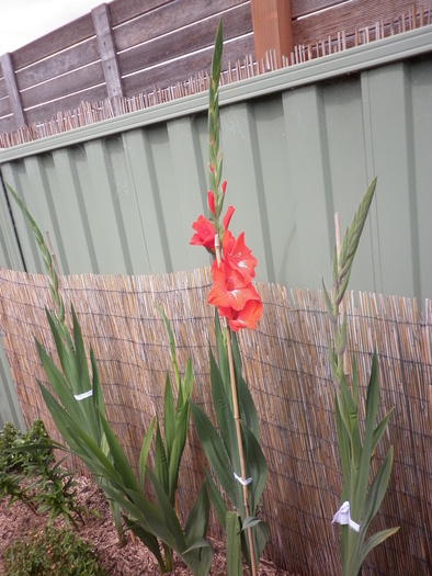  - Gladiole