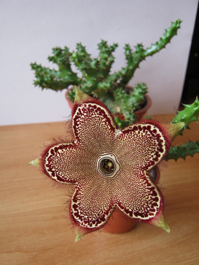 Edithcolea grandis v. grandis - Asclepiadaceae
