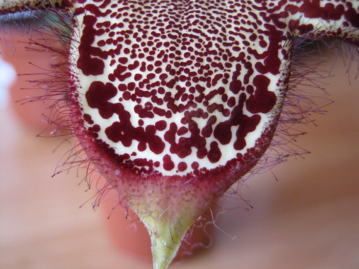 Edithcolea grandis v. grandis - Asclepiadaceae