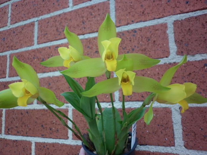  - Lycaste Aromatica