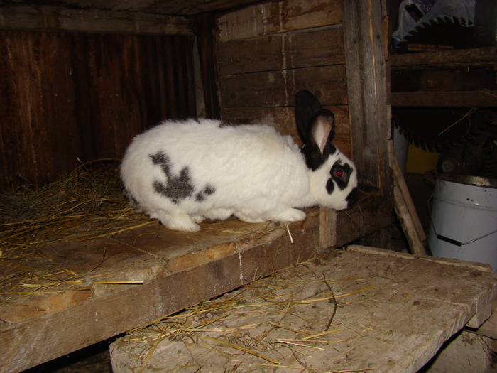 patatu; nu sunt rasa pura insa puii mei cresc repede pentru taiere
