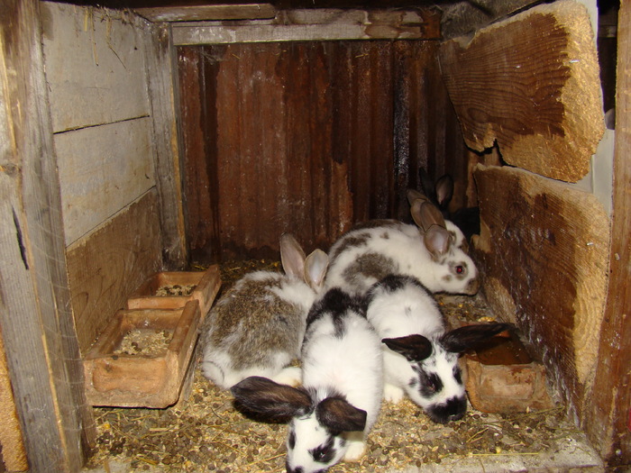 ; puii lu" patatu la 3 saptamani
