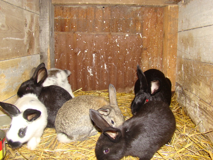 hibrizi; desi nu au treaba cu competitii se dezvolta bine si repede  si sunt rezistenti
