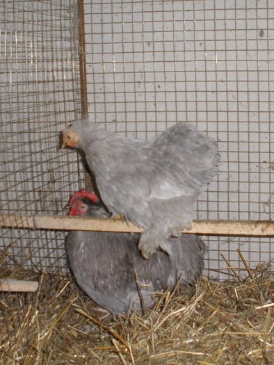 2009 - 01-Cochinchina Lavanda Pitic - Self blue pekin bantam