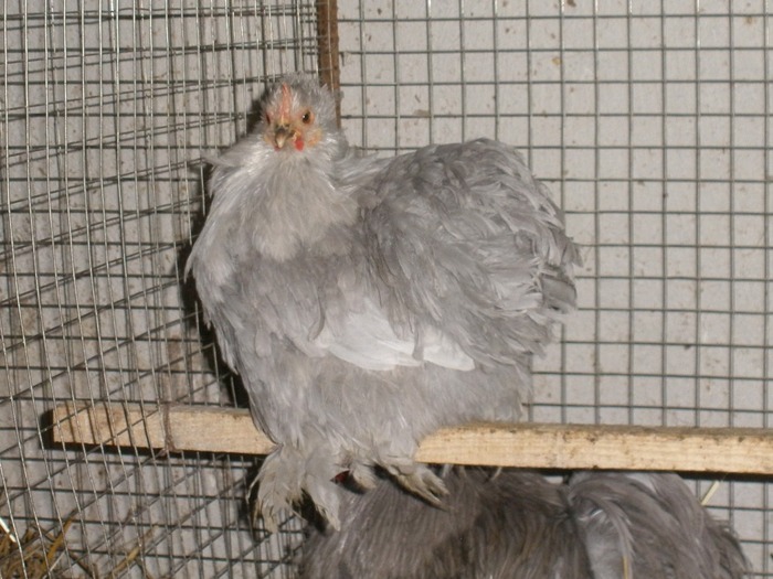 PC090068 - 01-Cochinchina Lavanda Pitic - Self blue pekin bantam