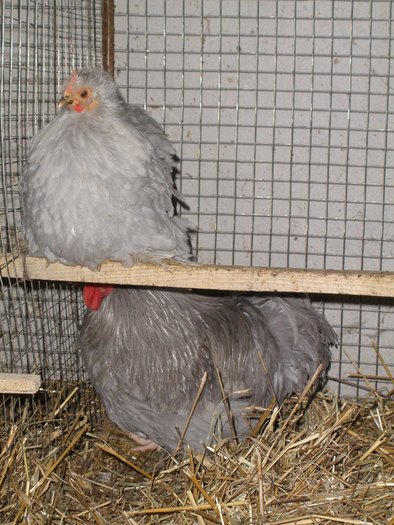 2009 - 01-Cochinchina Lavanda Pitic - Self blue pekin bantam