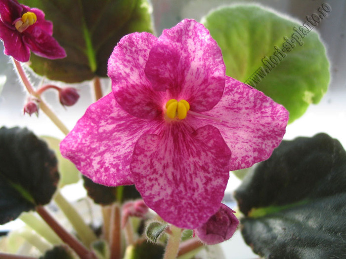Saintpaulia Buckeye Cherry Freckles 2 - VIOLETE AFRICANE  - Saintpaulia