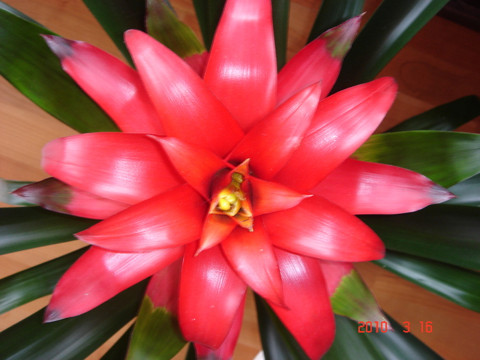 DSC08472 - Cactusi-bromelii-suculente