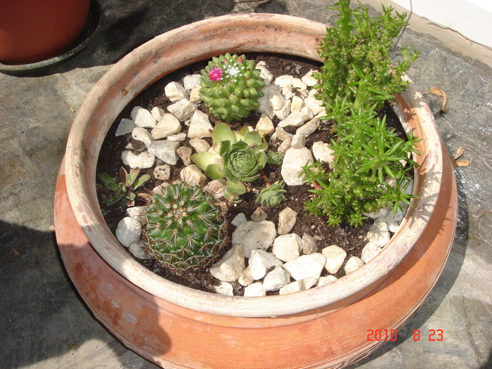 DSC09034 - Cactusi-bromelii-suculente