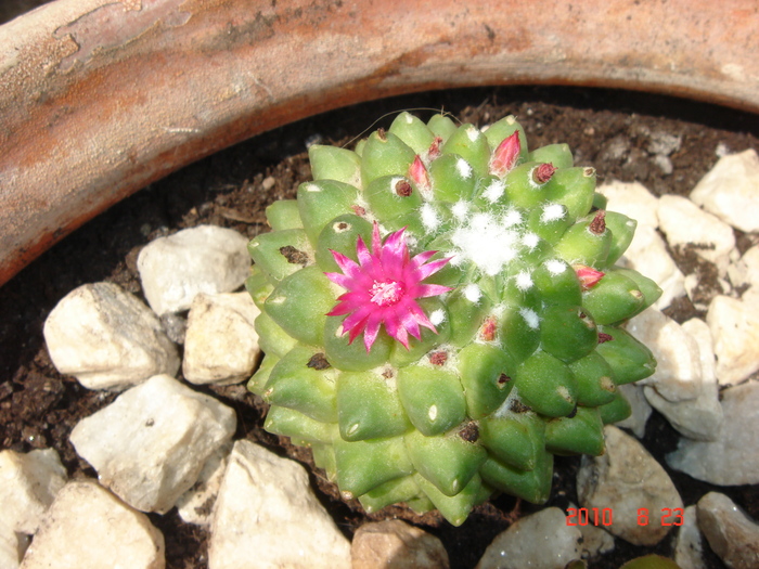 DSC09035 - Cactusi-bromelii-suculente