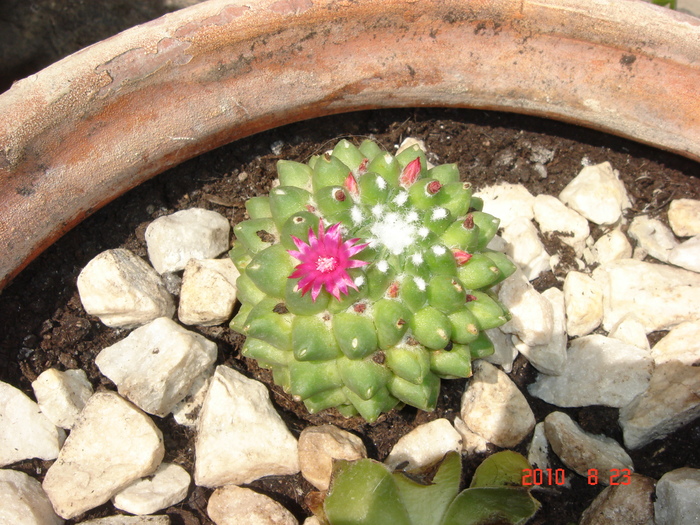 DSC09037 - Cactusi-bromelii-suculente
